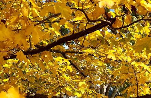 Versailles Bed & Breakfast | Charred Oaks Inn