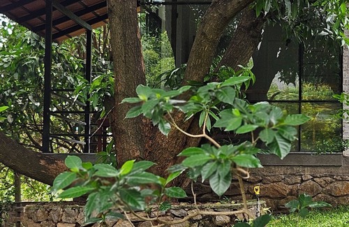 Pollachi Cottage | Chic Rustic farmhouse amidst a mango orchard beneath the Western Ghats of India
