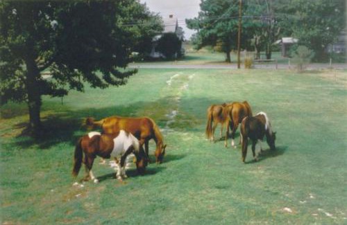 Chincoteague House | Chincoteague Townhome with Pony Views from Deck!