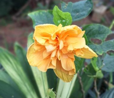 Praia da Fortaleza Ski Chalet | Chopana Alpina na Praia Brava