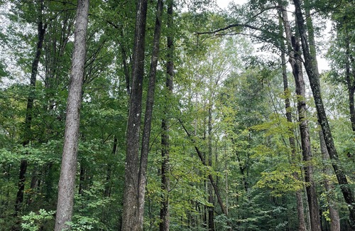 Cookeville Cabin | *Cleaning Fee Included* Mini modern cabin nestled in the peaceful hills between Jackson and Putnam County, minutes away from CUMMINS FALLS STATE PARK. Designed for comfort and style, this vacation rental seamlessly blends modern charm with wooded s