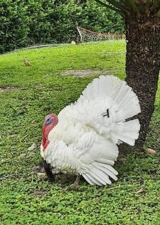 Apulo Hotel | Club campestre el Peñón de Apulo