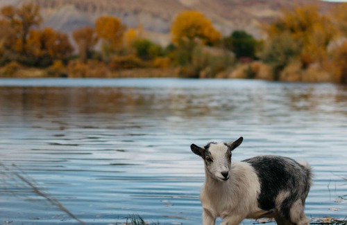 Mesa County House | Colorado River Glamping in middle of wine country