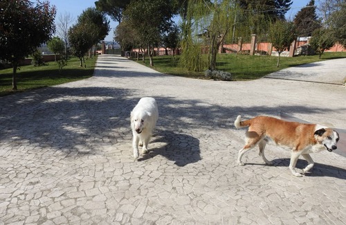 Fara in Sabina House | Comfortable tourist accommodation in the low Sabina countryside at Passo Corese