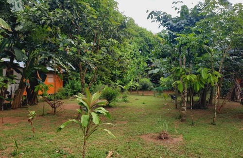 Los Planes Cabin | corcovado green parrot