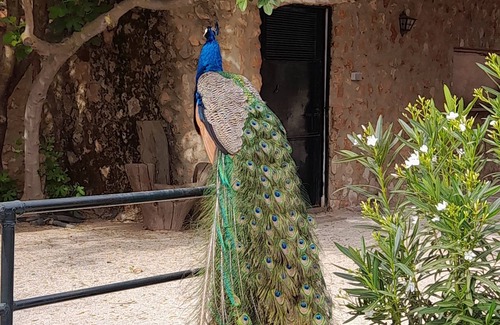 Humilladero Cottage | Cortijo Ferradores 6