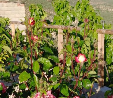 Montefrio House | Cortijo Rural Buenavista Montefrio