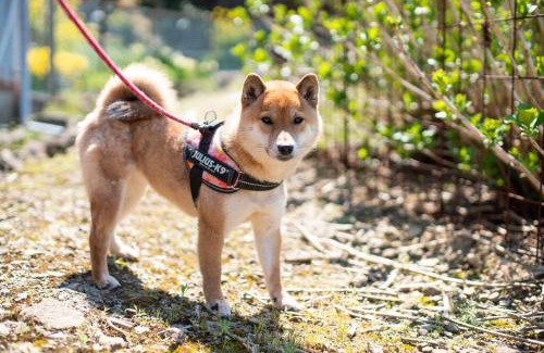 Aridagawa House | countryside stay ゲストハウスもらいもん