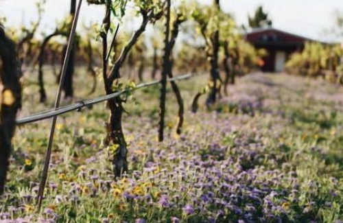 Millersview House | Cozy Camper On Famous Lake and Vineyard