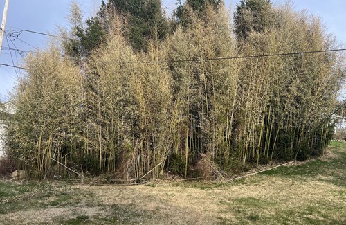 Portsmouth House | Cozy cottage in the heart of Portsmouth. The Panda Palace