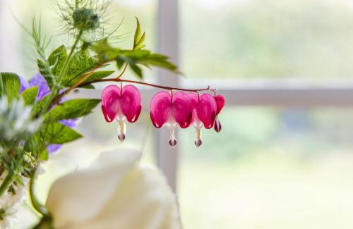 Williton Apartment | Cozy Garden Studio