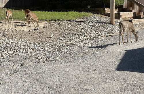 Bull Shoals Cottage | Cozy lake cottage close to everything Bull Shoals has to offer!