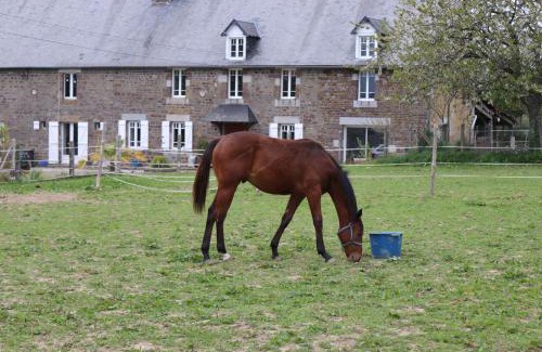 Hambye Bed & Breakfast | Découverte d'un Haras proche du Mont St Michel