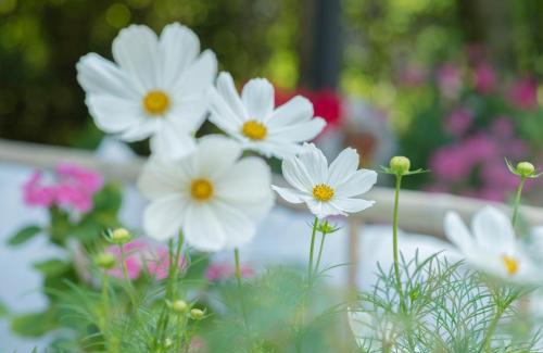 Lieser House | das rote Ferienhaus Terlinden
