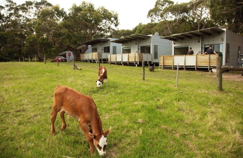 Cape Otway Cabin | DE 2 - Deluxe Open Plan Cabin