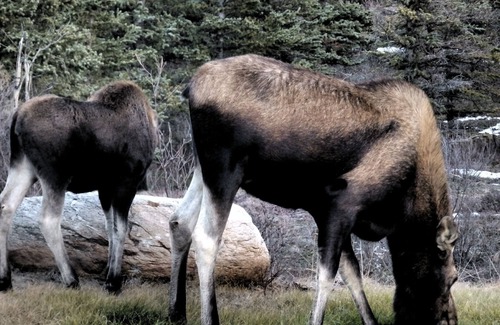 Healy Cabin | Denali Wildlife Caribou Cabin Luxury with a touch of Rustic.