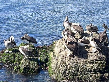 Caldera Apartment | descanso y paz