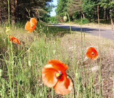 Slawno Cabin | Domek nad jeziorem/Seehaus 1B (Sławno/Łętowo)