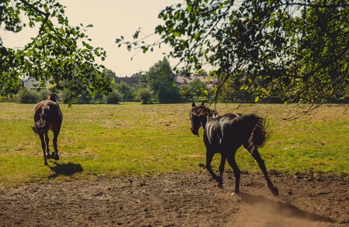 Stulpe Apartment | Double room for 2 guests with 28m² in Nuthe-Urstromtal (117876)