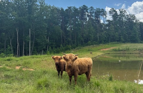 Cleveland House | Dragonfly Farms - North Georgia Mountains Farm Retreat featuring Highland Cows