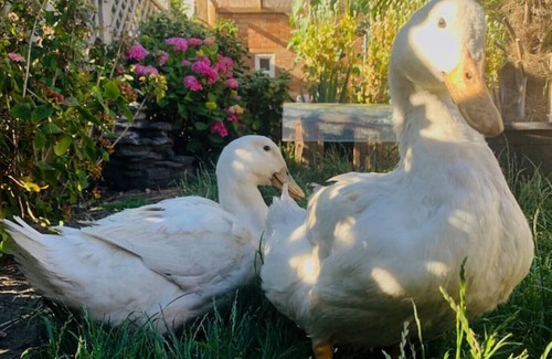 Kibworth Beauchamp House | Duck Terrace with Home Gymnasium | DucklingStays