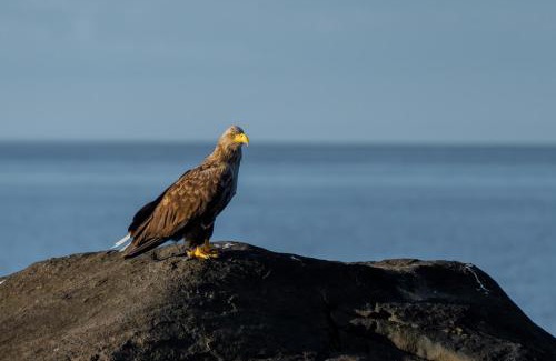 Sørvagen Ski Chalet | Eagle bay - Waterfront Rorbu A