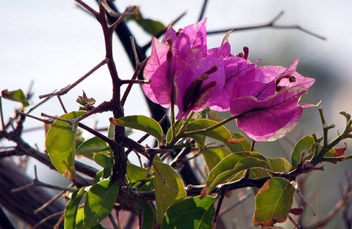 Campo nell'Elba Ski Chalet | Elba MaMaison - Relax in Seccheto Gulf