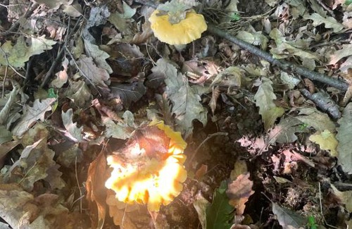 Central Serbia Apartment | Etno selo Rasinski Lug