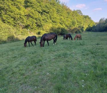 Weilrod Apartment | Etzauer Mühle im Taunus, Suite
