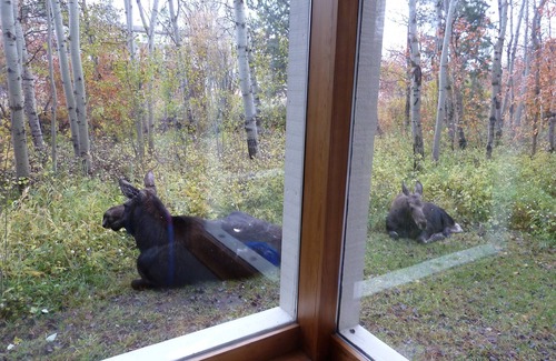 Moose Wilson Road Condo | Exceptional fully upgraded End Unit 1BR/BA King Bed in the Aspens