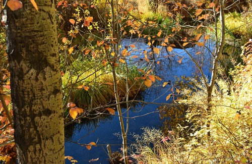 Moose Wilson Road Condo | Exceptional fully upgraded End Unit 1BR/BA King Bed in the Aspens