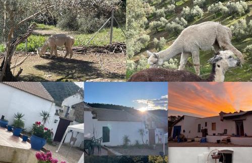 Montoro House | Experience Alpacas in Andalucia