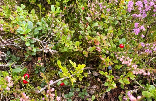 Trysil House | Experience nature at close quarters in this vacation home in every season!