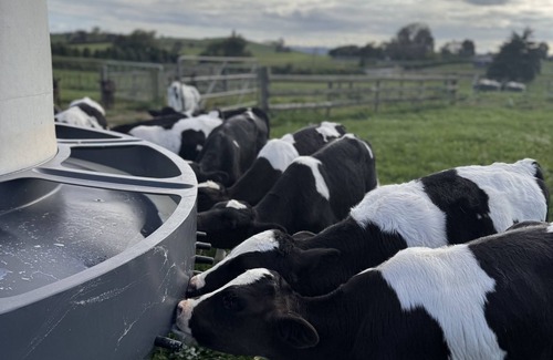 Waerenga Other | Experience the country life, on a working dairy/dry stock farm with a view