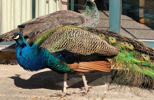 Oglesby Cabin | Extended Stay: Highest-Rated Luxury Cabin in Most Secluded Area of Resort!