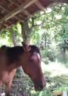 Guaratingueta House | Fazenda Neuchatel