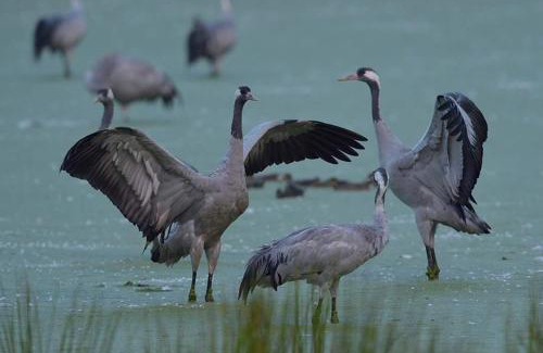 Grambzow House | Ferienhaus-Grambzow