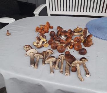 Mirow House | Ferienhaus In Granzow Mit Terrasse