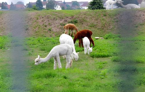 Ueckermuende House | Ferienhaus Ueckermünde Seebad