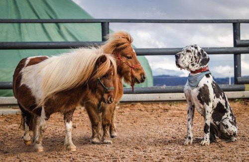 Heidenrod Apartment | Ferienwohnung auf dem Bauernhof