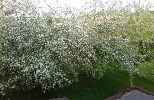 Olk Apartment | Ferienwohnung Barzen