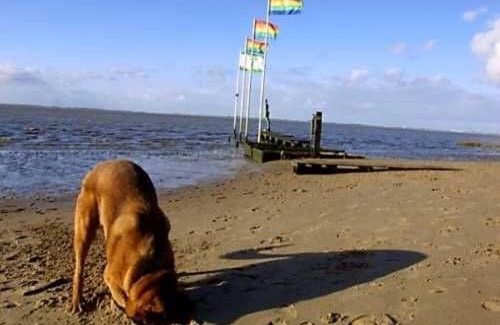 Dangast Apartment | Ferienwohnung Bullauge, FeWo Vermittlung Nordsee