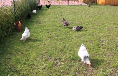 Samtens Apartment | Ferienwohnung Rügen in Samtens