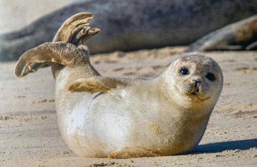 Neßmersiel Apartment | Fewo Elsternest