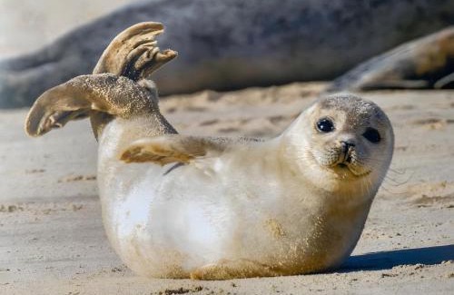 Neßmersiel Apartment | Fewo Elsternest