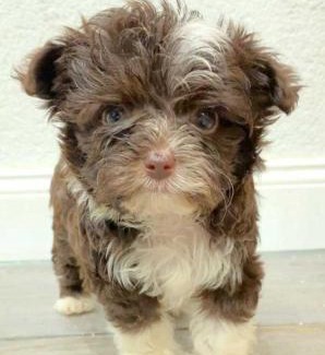 Sagard Apartment | Fewo in sonniger Lage in Sagard