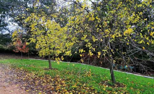 Galaroza Ski Chalet | FINCA LA LISERILLA