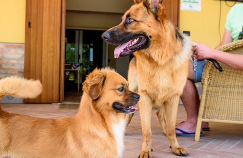 Marano Lagunare Apartment | Folaghe 2, apartment with view on the grove