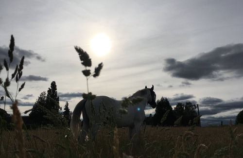 Lorrez-le-Bocage House | Fully renovated country house, possibility to bring your horses