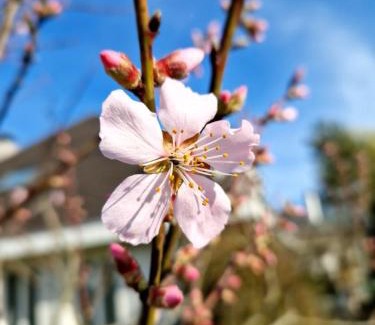 Gerlafingen Bed & Breakfast | Gästezimmer Gerlafingen